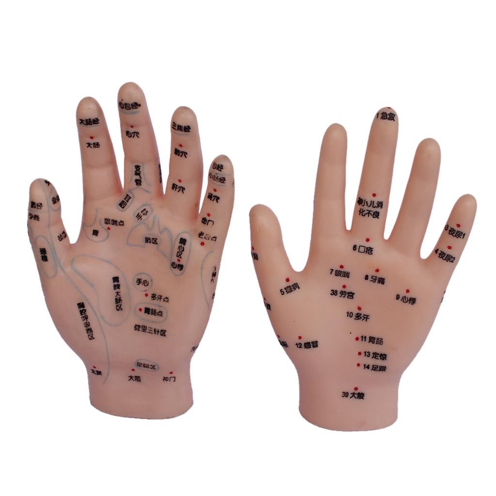 1 Pair PVC Human Acupuncture Point Meridian Hand Teaching Education