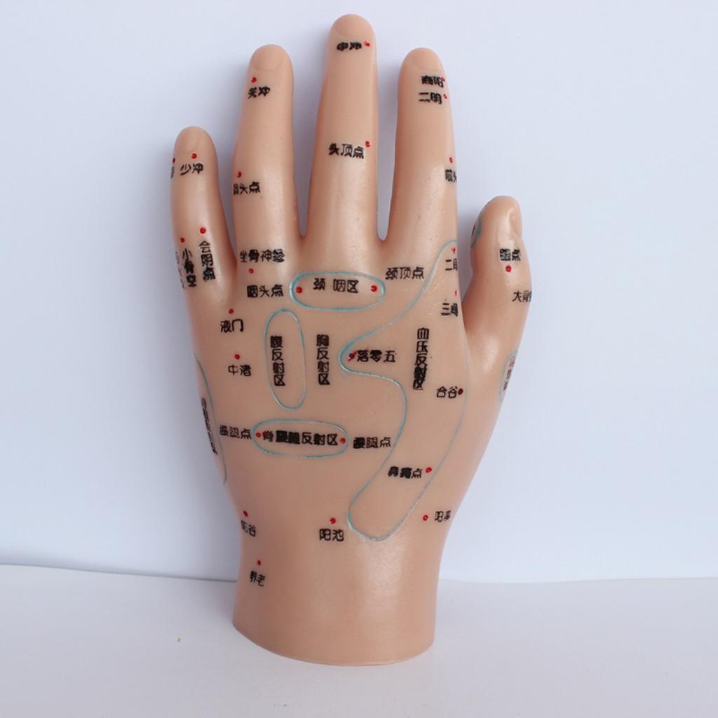 1 Pair PVC Human Acupuncture Point Meridian Hand Teaching Education