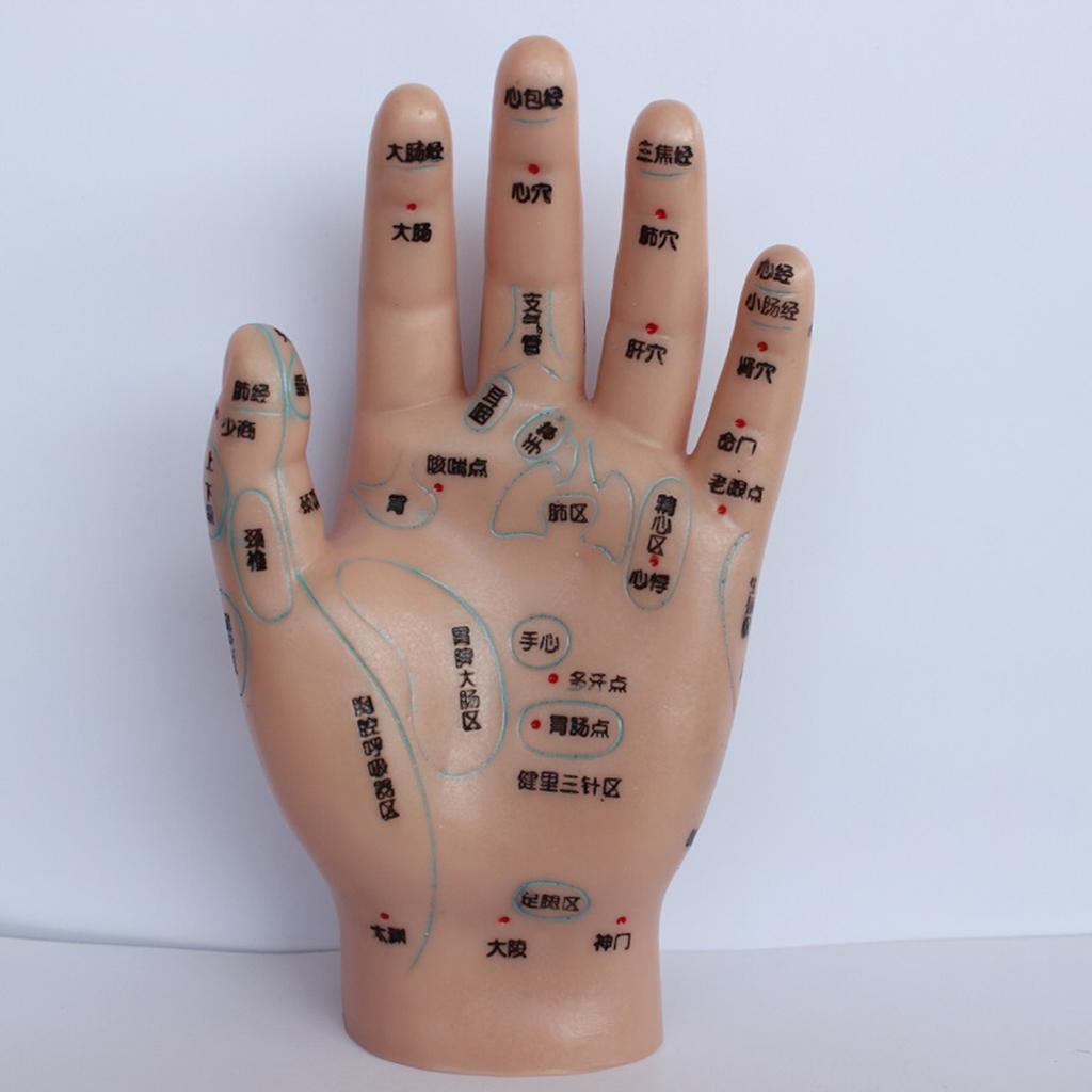 1 Pair PVC Human Acupuncture Point Meridian Hand Teaching Education